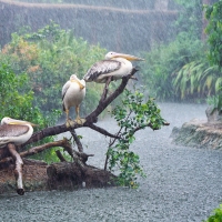 Great White Pelicans getting soaked in the rain at Singapore Zoo, Singapore
