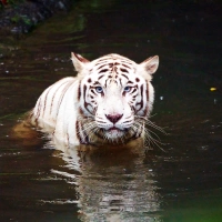 White tiger relaxing in the pond at Singapore Zoo, Singapore
