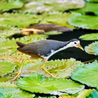 White-breasted Waterhen on the look out for it's prey amongst the lotus leaves in a lake, Singapore Botanic Gardens, Singapore.