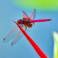 A pink dragonfly at the bird of paradise flower, Singapore Botanic Gardens, Singapore