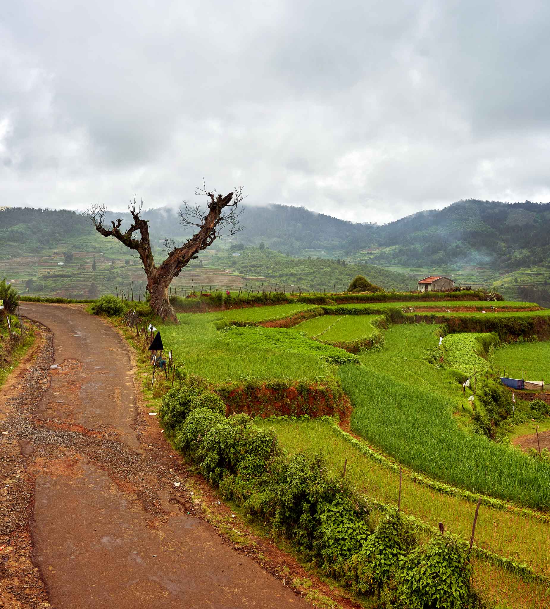Terraced farming fields on the hillside at Poombarai near Kodaikanal, Tamil Nadu, India