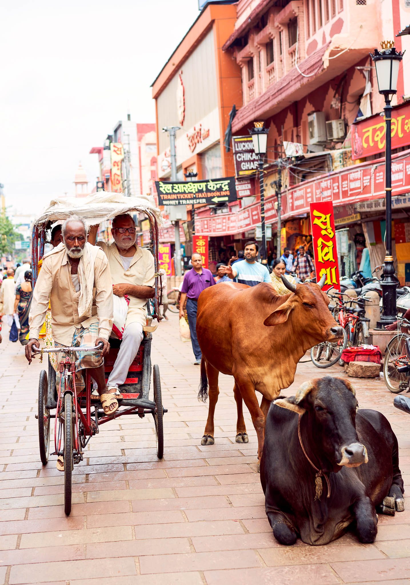 A cycle rickshaw passing by the cows in the street, Varanasi, Uttar Pradesh,  India